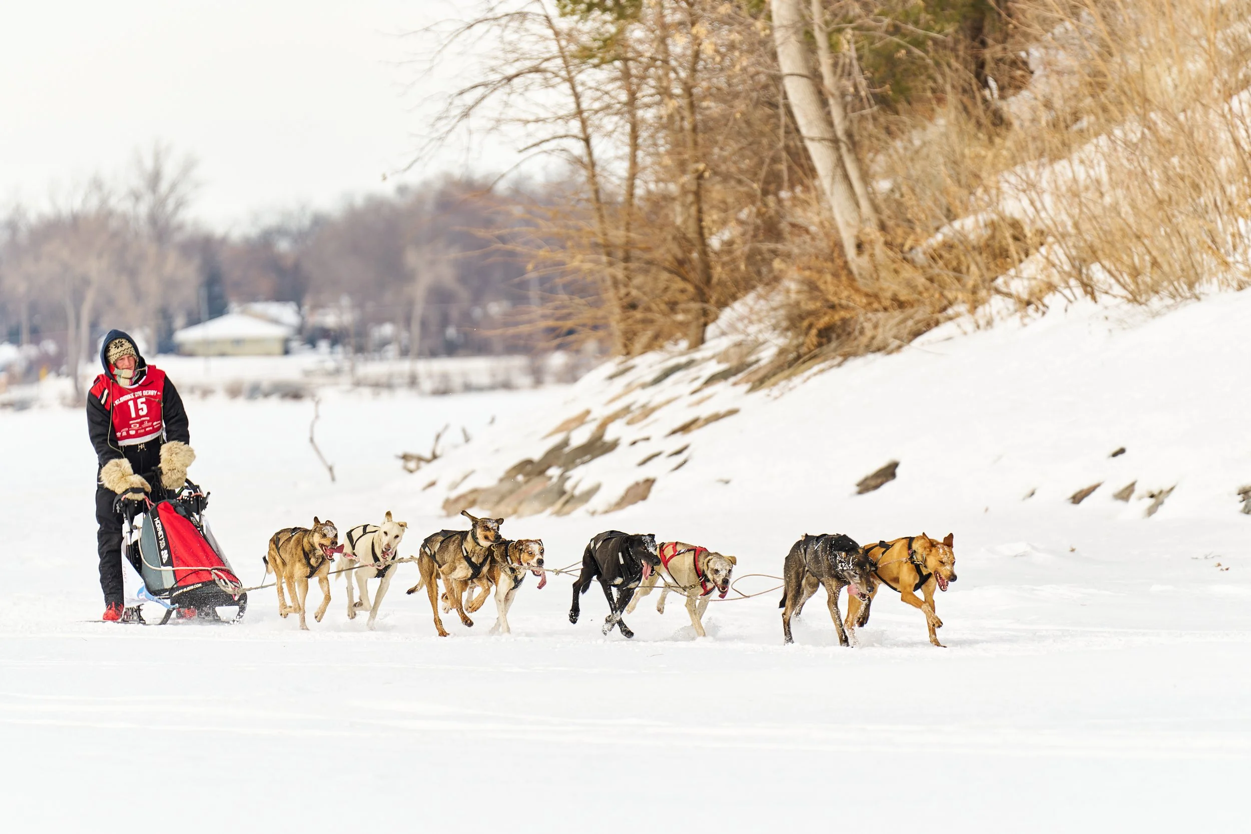 Types of sled dogs 2025